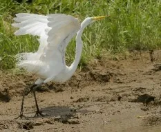 Ardea alba