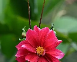 Dahlia sp