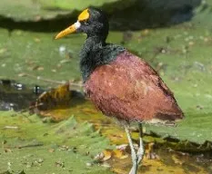 Jacana spinosa