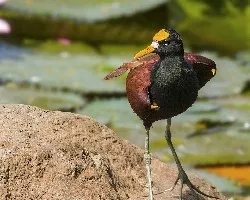 Jacana spinosa