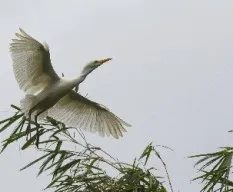 Ardea alba