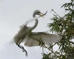 Ardea alba