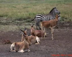 Gacelas y cebras