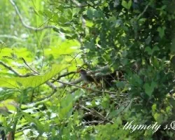 Catharus aurantiirostris