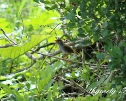 Catharus aurantiirostris