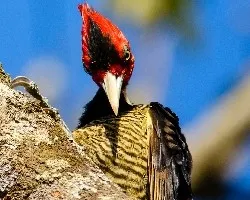 Campephilus guatemalensis