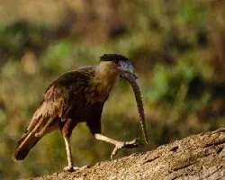 Caracara cheriway