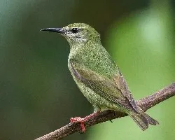 cyanerpes cyaneus female