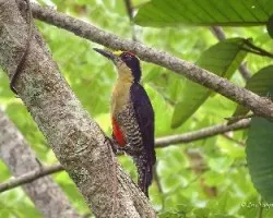 Melanerpes chrysauchen