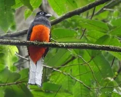 Trogon bairdii