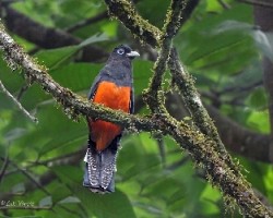 Trogon bairdii