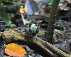 Gymnopithys leucaspis