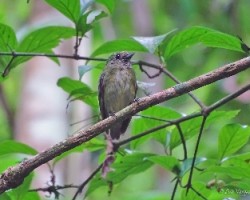 Lepidothrix coronata