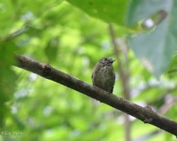 Lepidothrix coronata