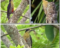 Melanerpes chrysauchen