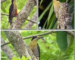 Melanerpes chrysauchen