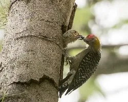 Melanerpes hoffmannii