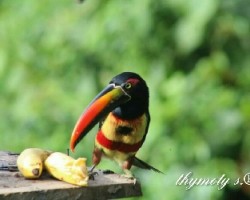 Pteroglossus frantzii