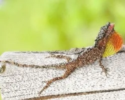 Anolis mariarum