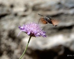 Macroglossum stellatarum