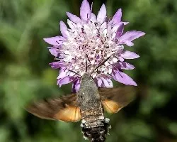 Macroglossum stellatarum