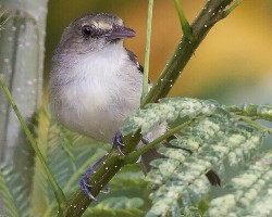 Vireo pallens