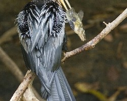Anhinga anhinga