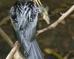 Anhinga anhinga