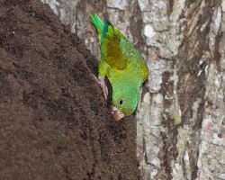 Brotogeris jugularis