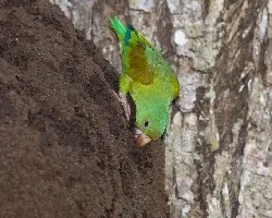 Brotogeris jugularis