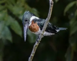 Chloroceryle amazona