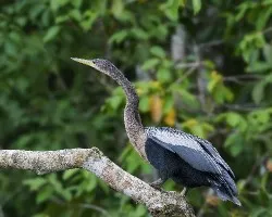 Anhinga anhinga