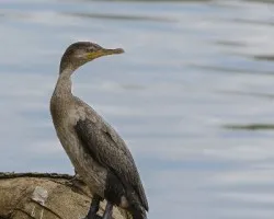 Phalacrocorax brasilianus