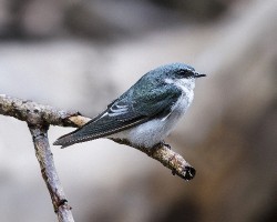 Tachycineta albilinea