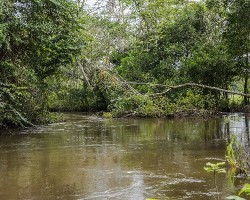 Refugio nacional de vida silvestre caño negro