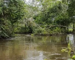 Refugio nacional de vida silvestre caño negro
