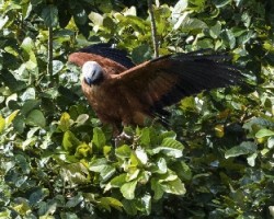 Busarellus nigricollis