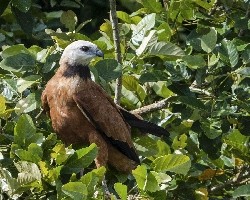 Busarellus nigricollis