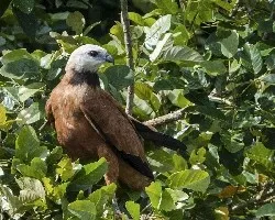 Busarellus nigricollis