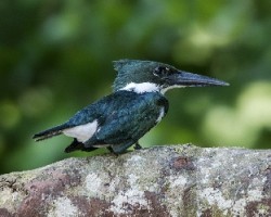 Chloroceryle amazona