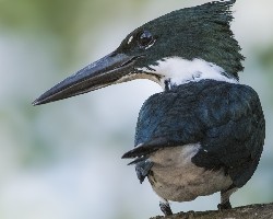 Chloroceryle amazona