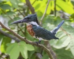 Chloroceryle amazona