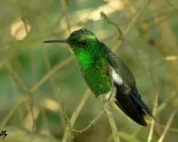 Amazilia saucerrottei