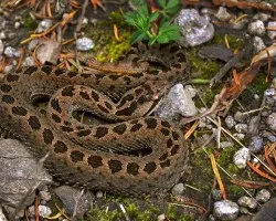 Crotalus triseriatus