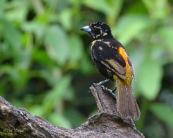 Ramphocelus paserinii