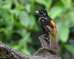 Ramphocelus paserinii