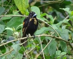 Ramphocelus paserinii