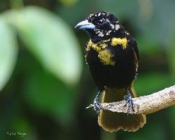 Ramphocelus paserinii