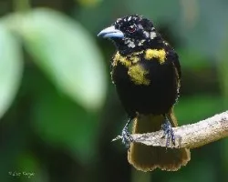 Ramphocelus paserinii