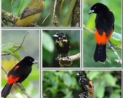 Ramphocelus paserinii